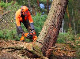 Best Emergency Tree Removal  in Woodbury Heights, NJ