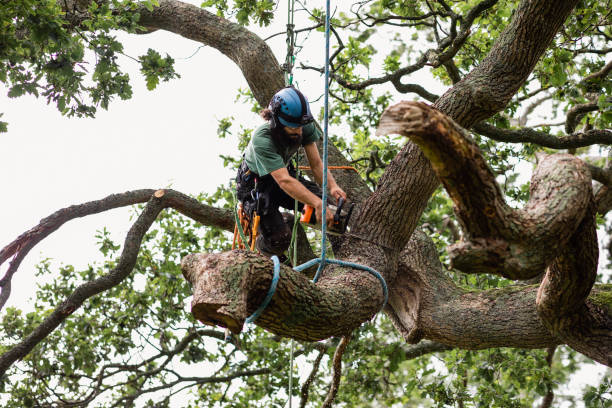 Woodbury Heights, NJ Tree Care Company