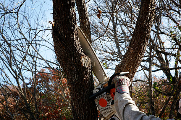 Best Leaf Removal  in Woodbury Heights, NJ